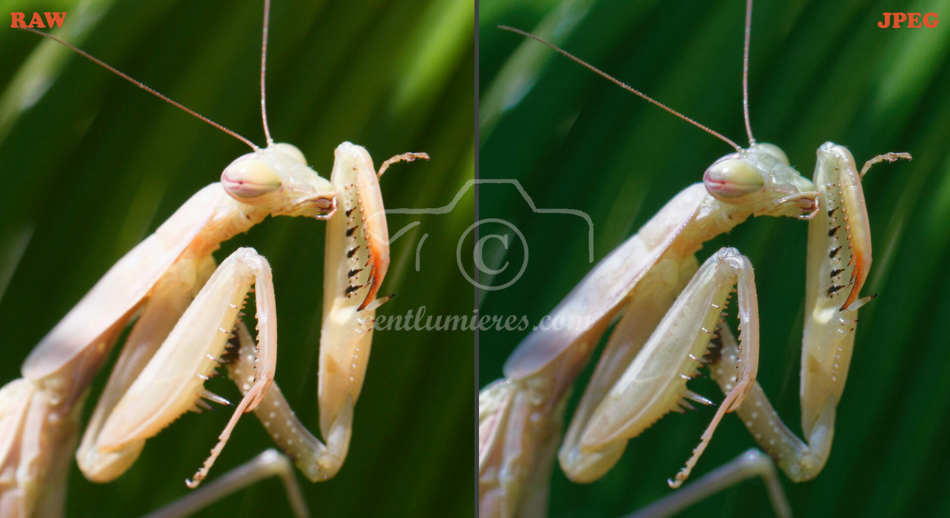RAW vs JPEG